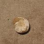 Fossils Image 3