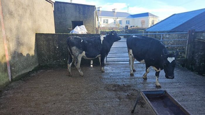 Dairy cows and heifers