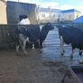 Dairy cows and heifers Image 3