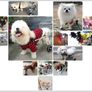 Pet Dog Wheelchair Hind Legs Rehabilitation Aid, Medium Size, 2 Wheels Adjustable, Light weight Aluminum, for Aging, Disable, Injured, Arthritis, Weak Dog/Cat Image 6