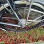 Rear wheel with 250 watt hub motor Image 3
