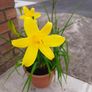 Mixed day lillies Image 9