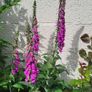 Foxglove plant. White and pink. Bee friendly plants. Image 6