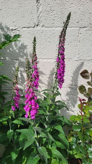 Foxglove plant. White and pink. Bee friendly plants.