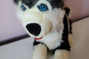 Large Husky Soft Toy Teddy Bear Plush Great Condition