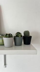 Mini Cactus Set Succulent Plants