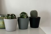 Mini Cactus Set Succulent Plants