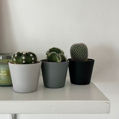 Mini Cactus Set Succulent Plants