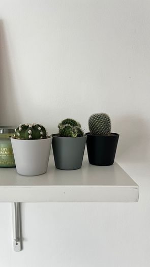 Mini Cactus Set Succulent Plants