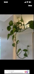 Money plant