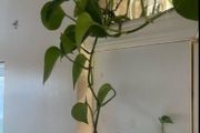 Money plant