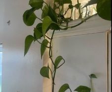 Money plant