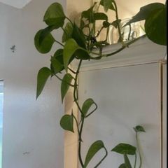 Money plant