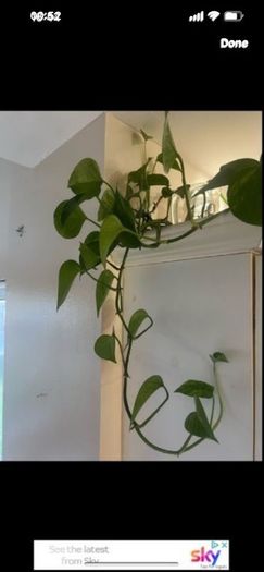 Money plant