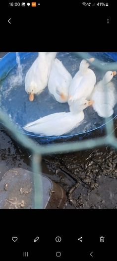 call ducks