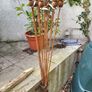 Corten steel Poppy heads. Image 4