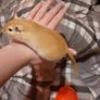 Gerbils Image 3