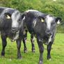 Roan Blue Heifers for Gortatlea Mart Image 9