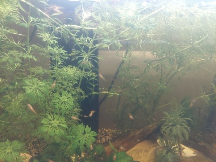 aquarium plants