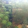 aquarium plants Image 7