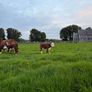 2 pedigree hereford cows with bull calves at foot Image 6