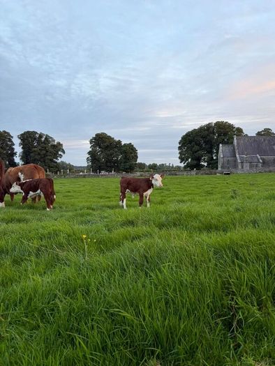 2 pedigree hereford cows with bull calves at foot