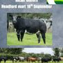 Livestock Image 9
