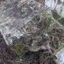 Old broken pillar Image 3