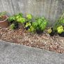Geranium Maderense Image 8