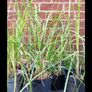 Pampas grass, Pony tails. Image 4