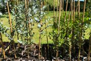 Eucalyptus trees for sale