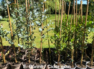 Eucalyptus trees for sale
