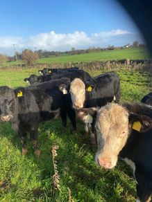 Weanlings