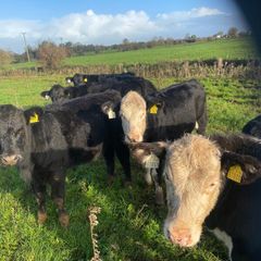 Weanlings