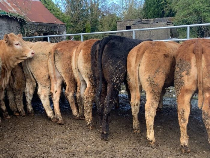 16 store heifers 390kg
