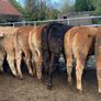 16 store heifers 390kg Image 5