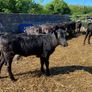 Aa Bullas & Heifers Image 4