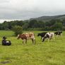 Shorthorn cows Image 6
