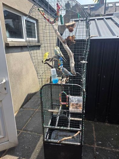 Bird Cage