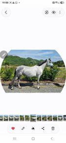 Connemara mare