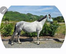 Connemara mare