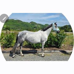 Connemara mare