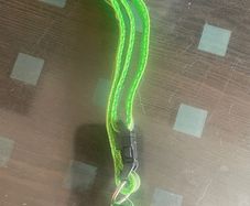 Glow in the dark Cat Collar with bell