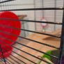 Hamster Cage and Accessories Bundle Image 9