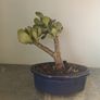 Bonsai Easy care Indoor #4 Image 2