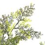 Artificial Plant Cypress Tree with Pot Green 150 cm Image 3