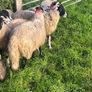 Swaledale ewe lambs Image 2