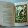 The Language and Poetry of Flowers (book) Image 6