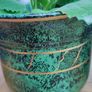 2 Plants Cuban Oregano Image 4