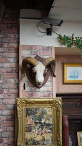 Mounted Rams Head Wall Trophy